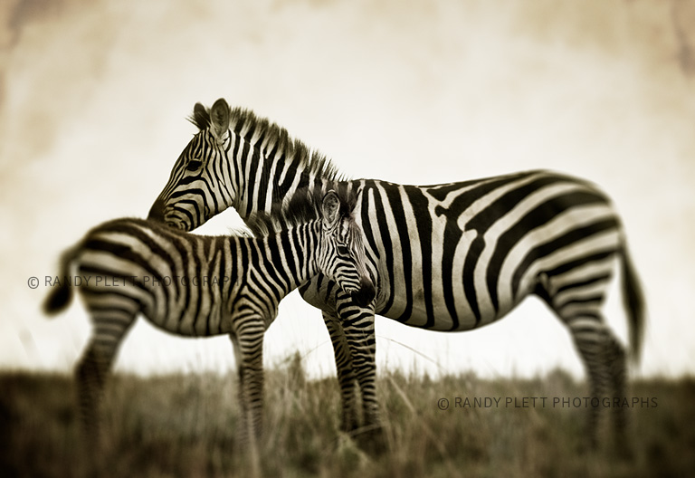 Wild Zebras in Africa